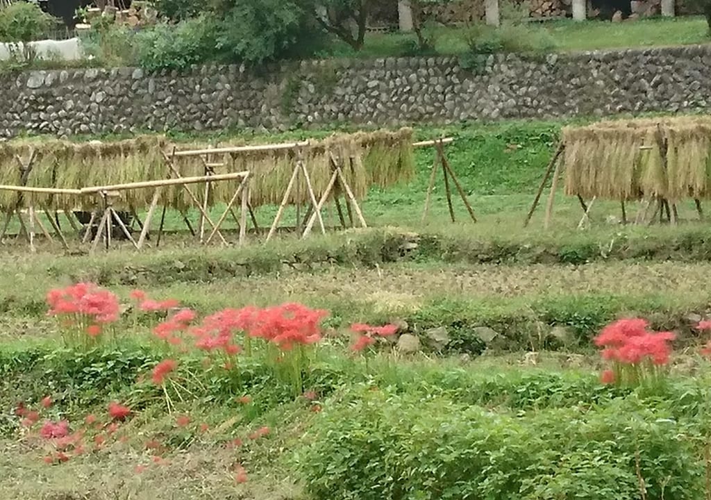 稲刈り１
