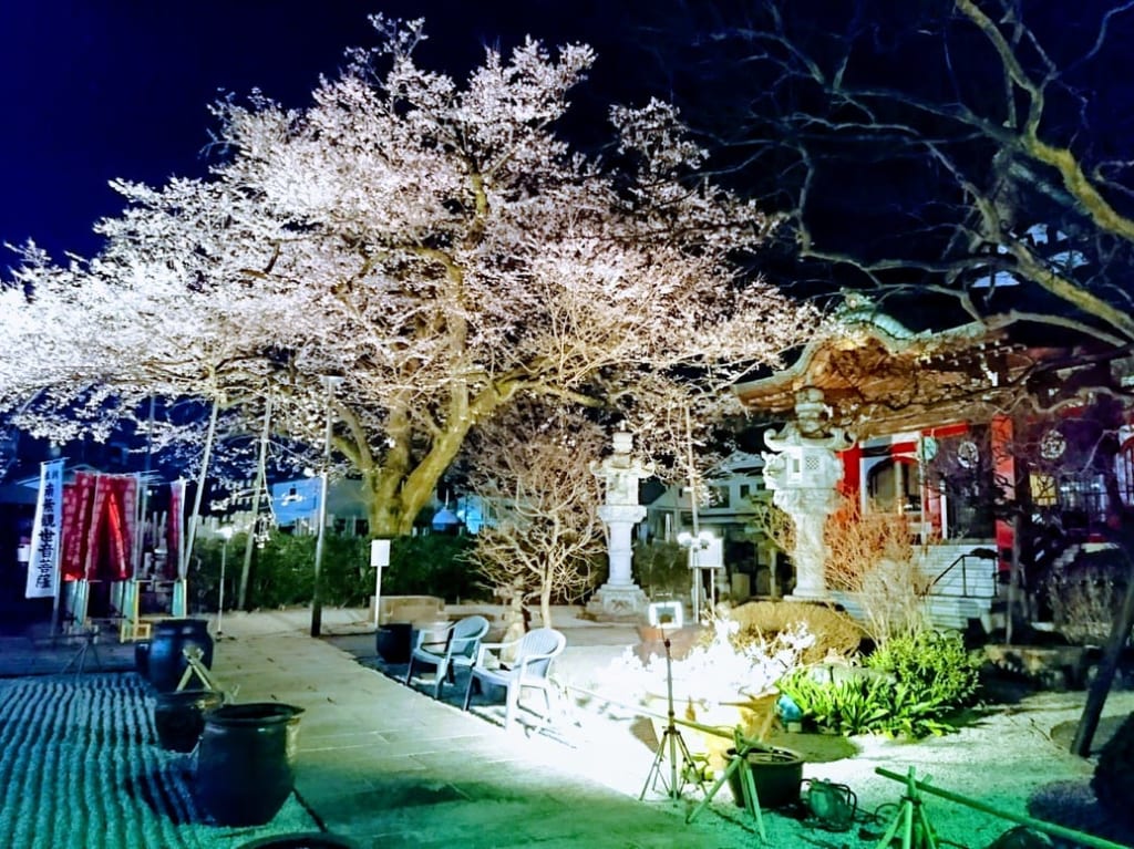 大光寺桜１