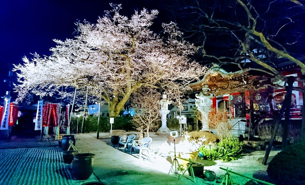 大光寺桜１
