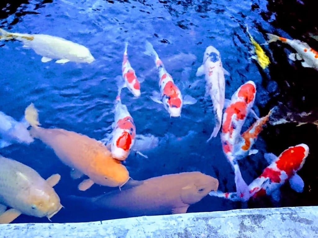 吉田観賞魚２