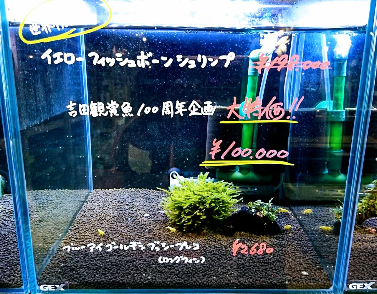吉田観賞魚３