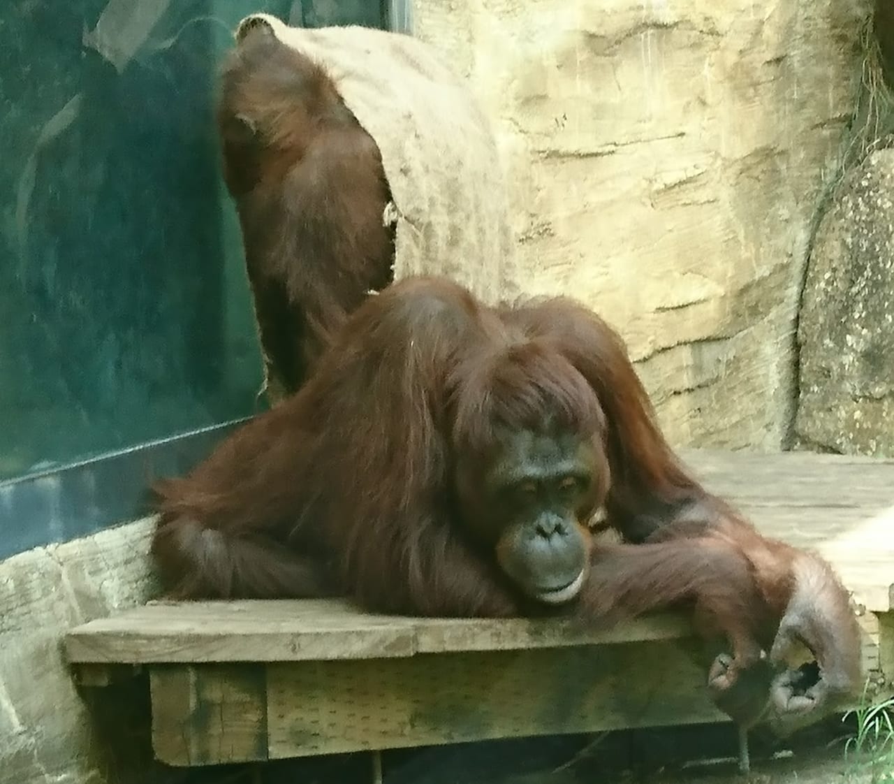 多摩動物公園