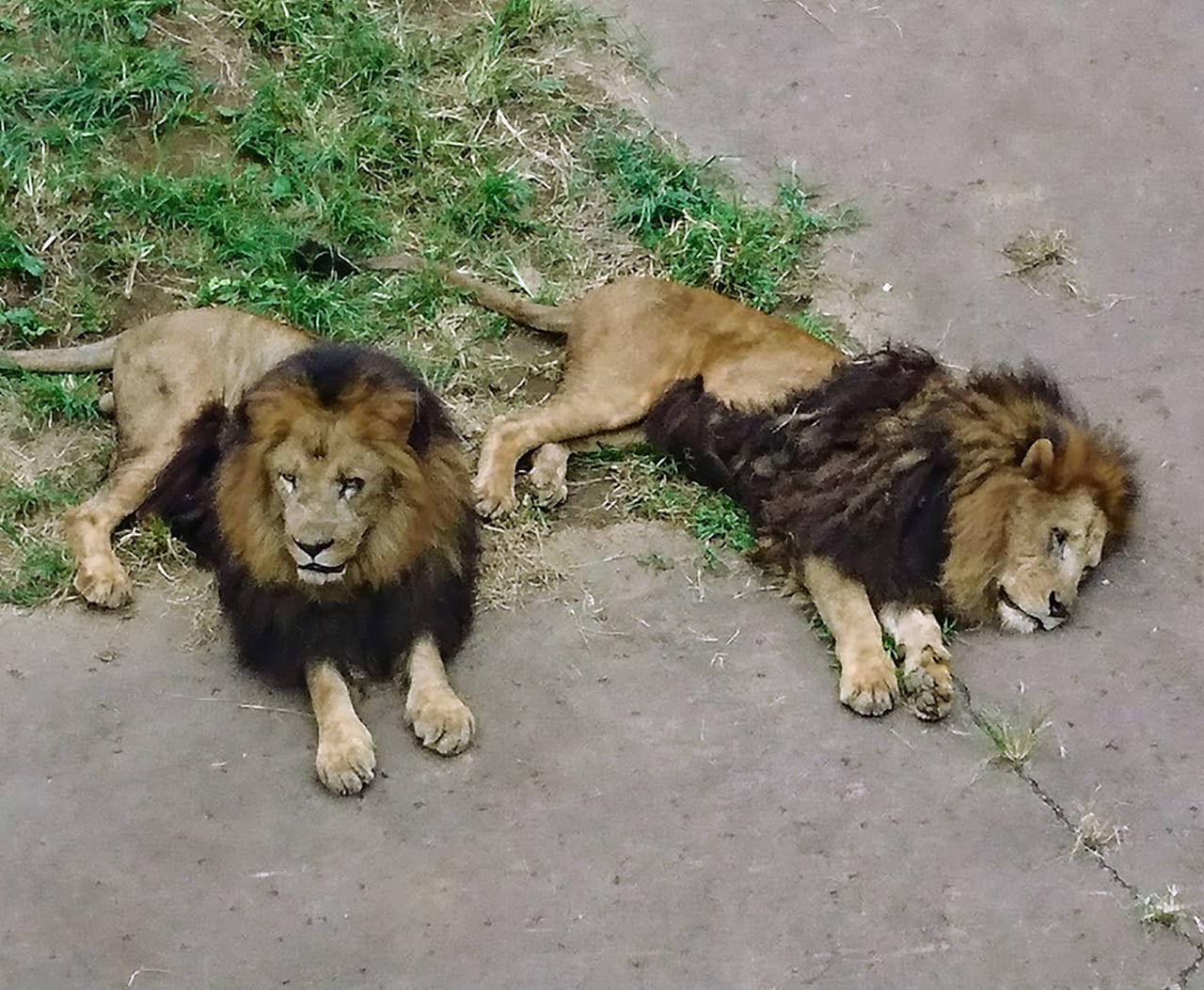 多摩動物公園