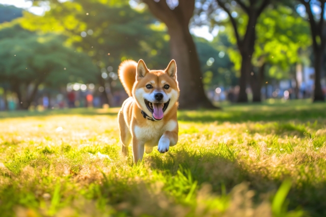 犬