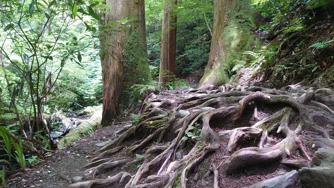 夏の高尾山