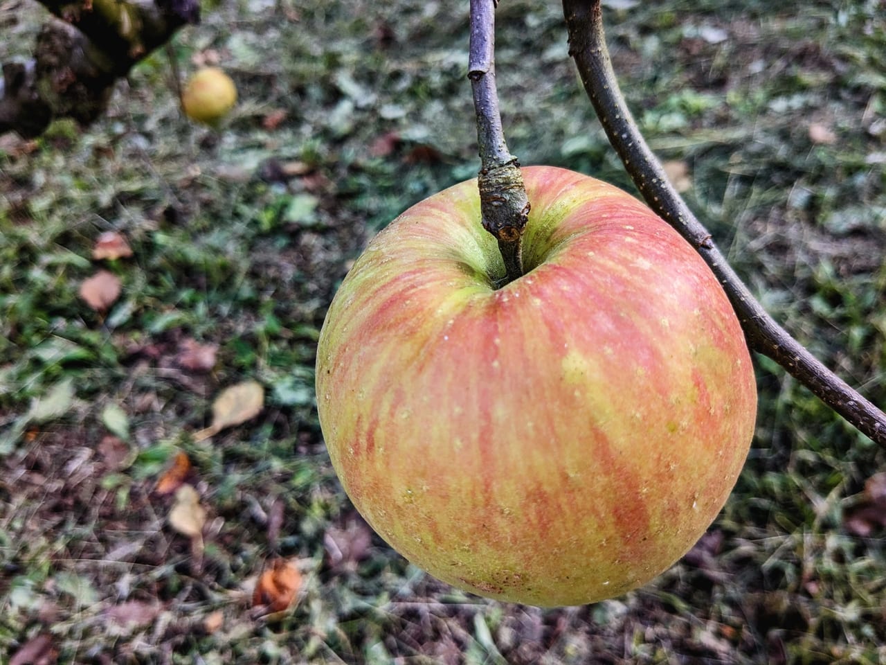 花井農園