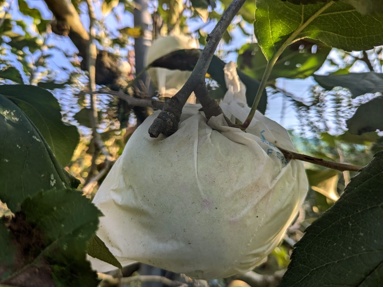 花井農園