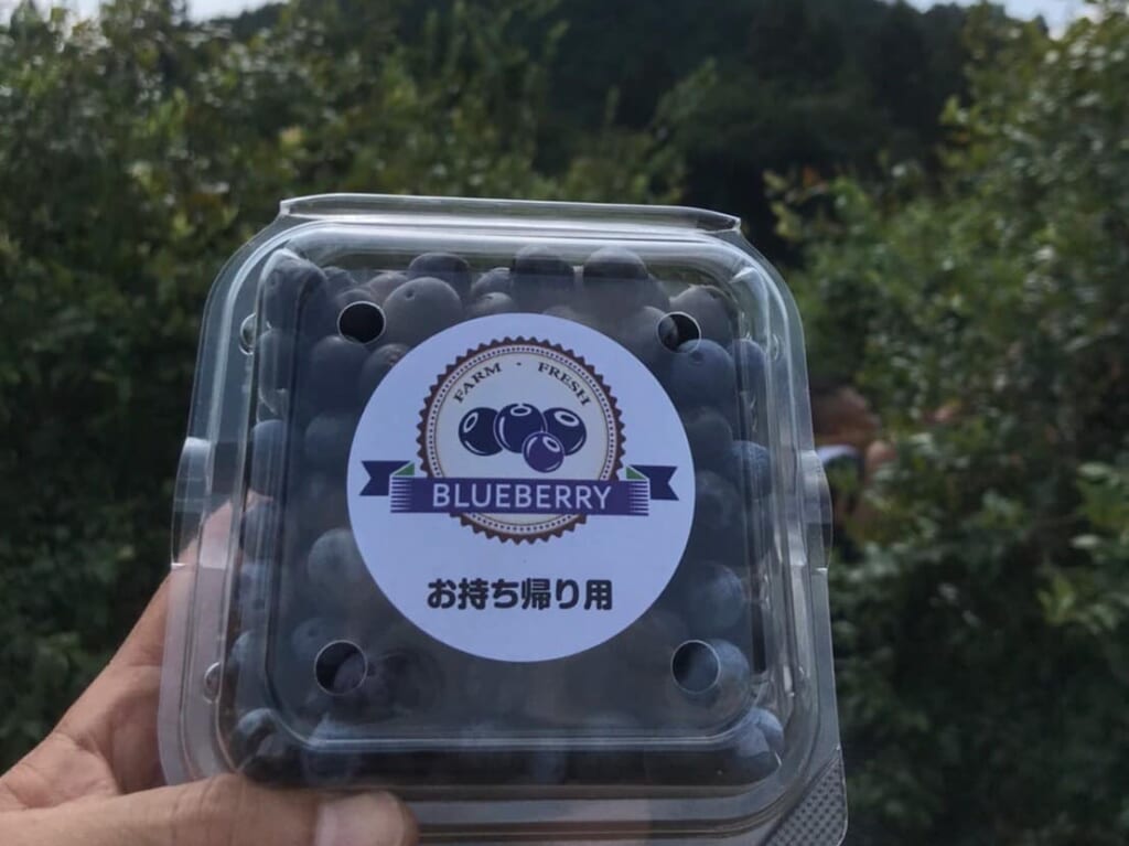 ブルーベリー