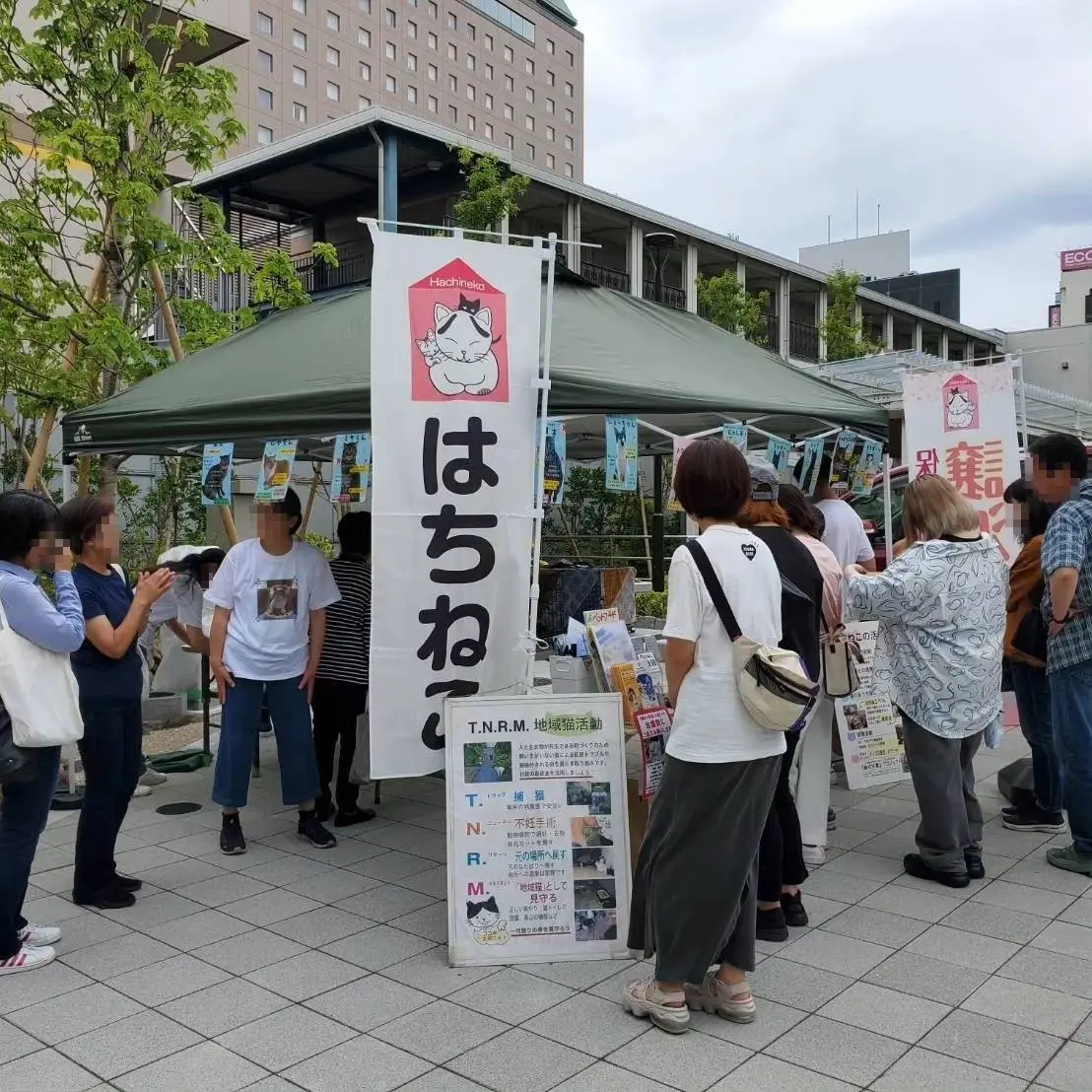 はちねこ