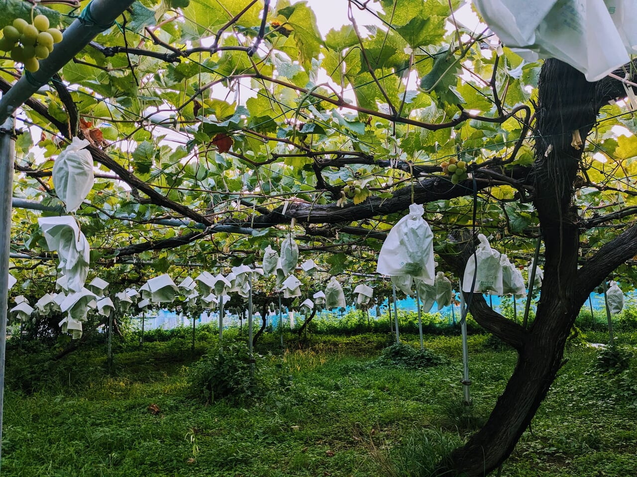 セブンイレブン館町