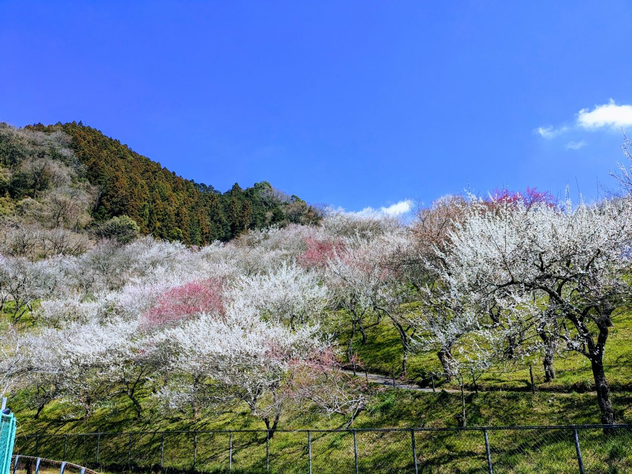 梅まつり