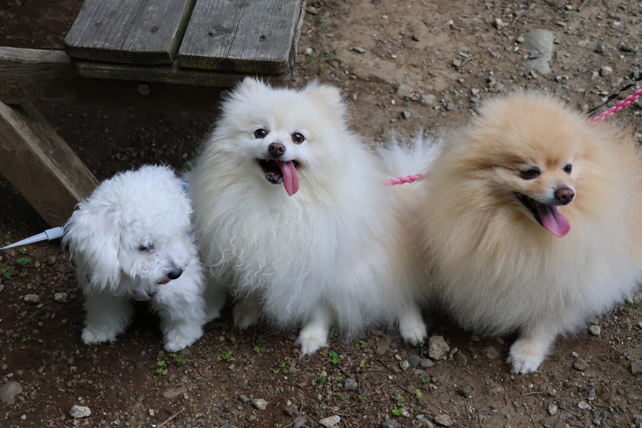 犬
