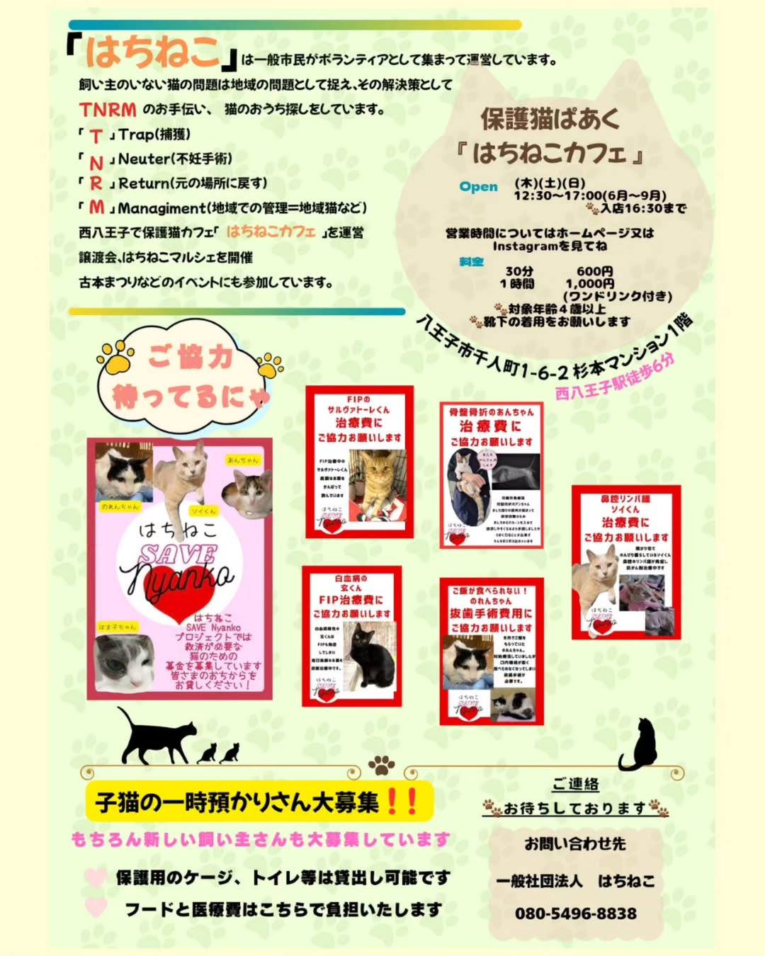 はちねこ