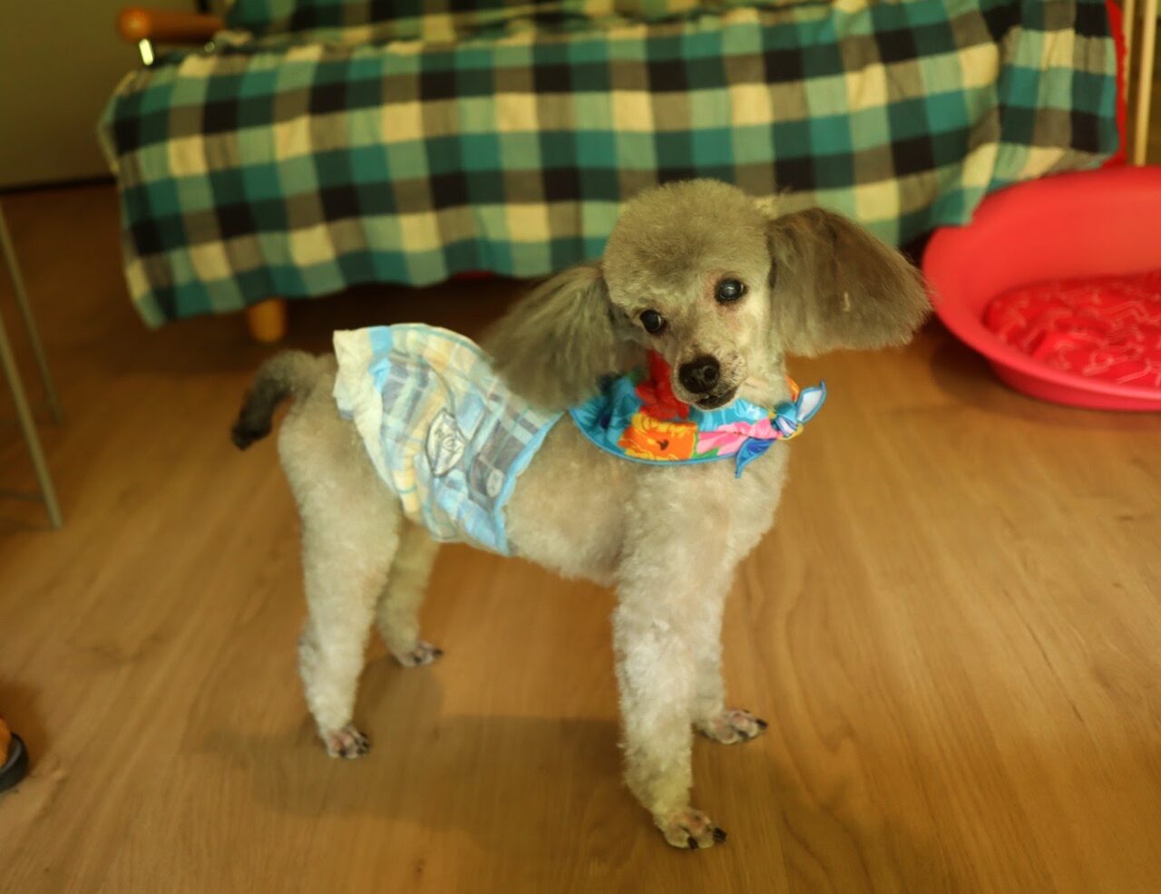 犬