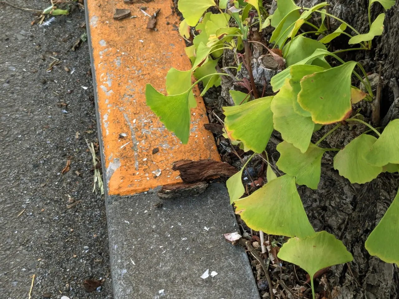 甲州街道