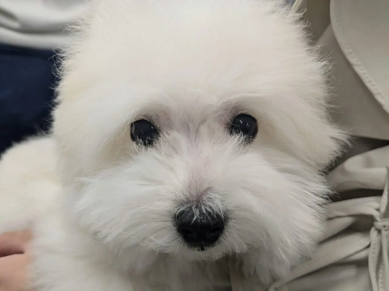 犬