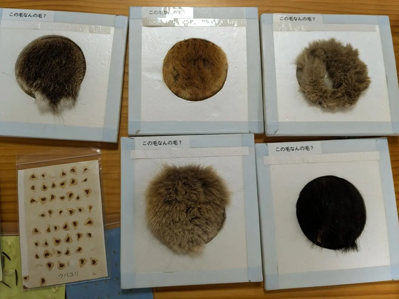 多摩森林科学園