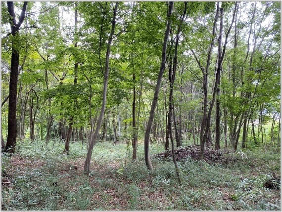 東京いきもの調査隊
