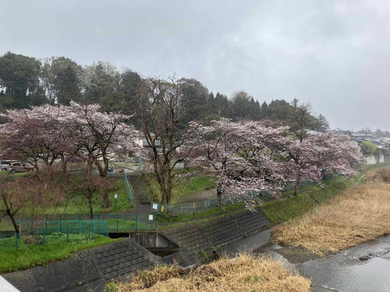 桜まつり