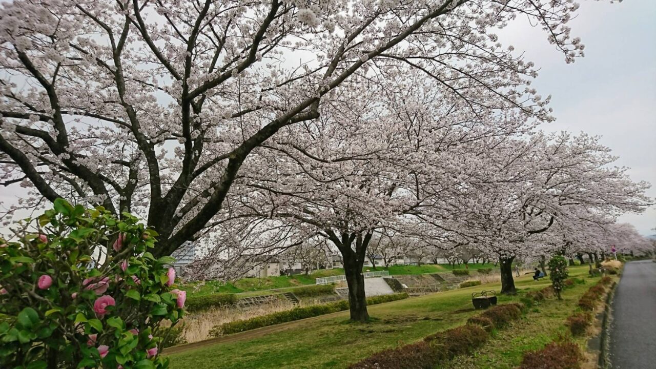桜まつり