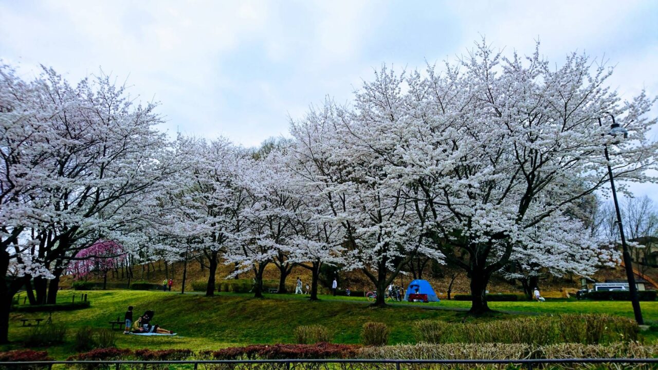桜まつり