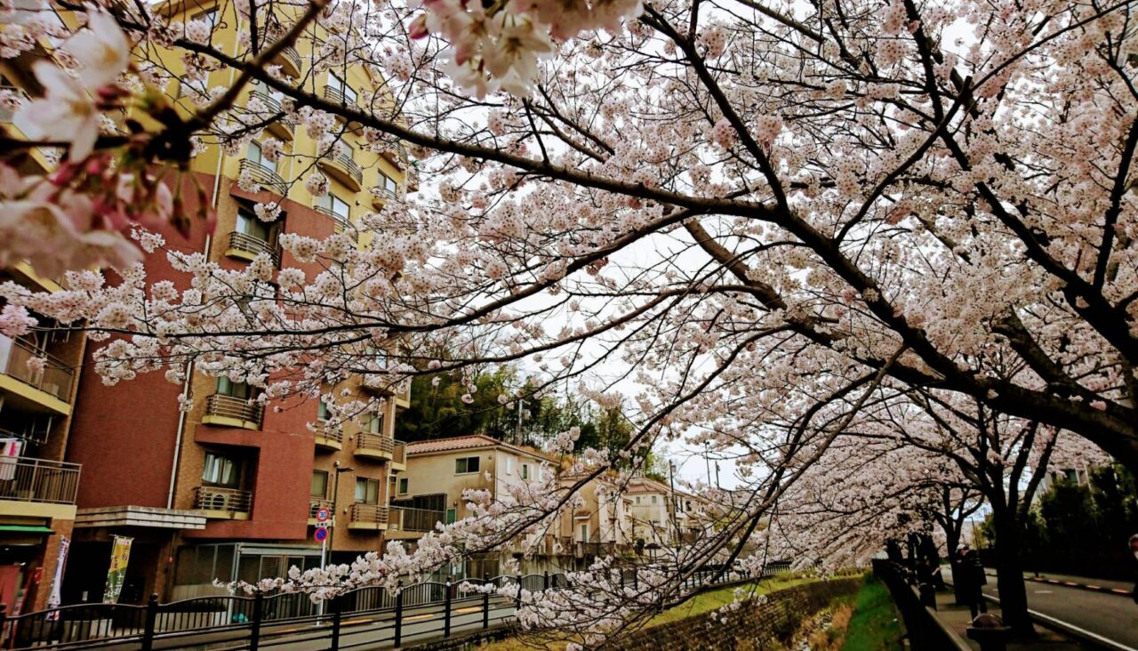 桜まつり