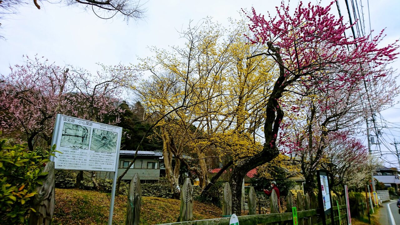 高尾梅郷梅まつり