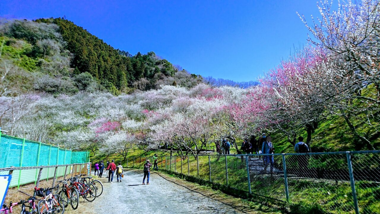 高尾梅郷梅まつり