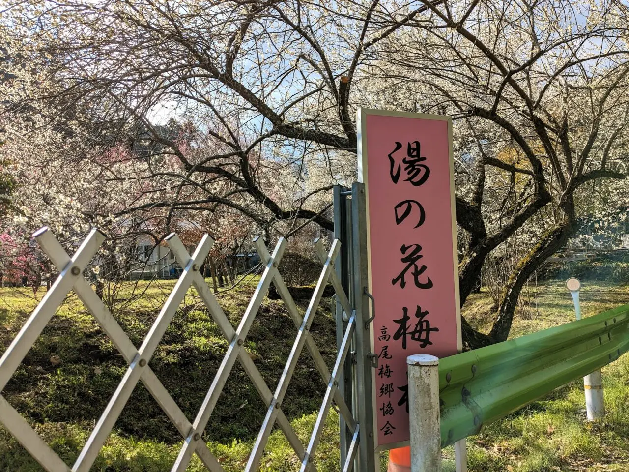 高尾梅郷梅まつり