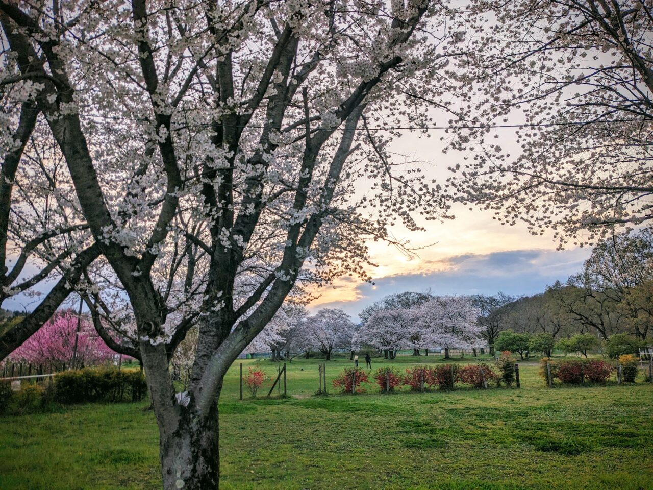 桜まつり