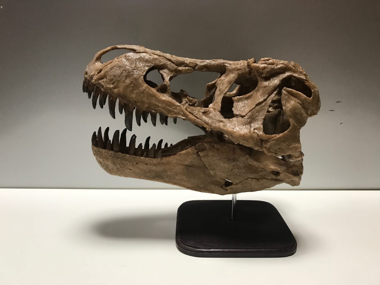 ティラノサウルス頭骨