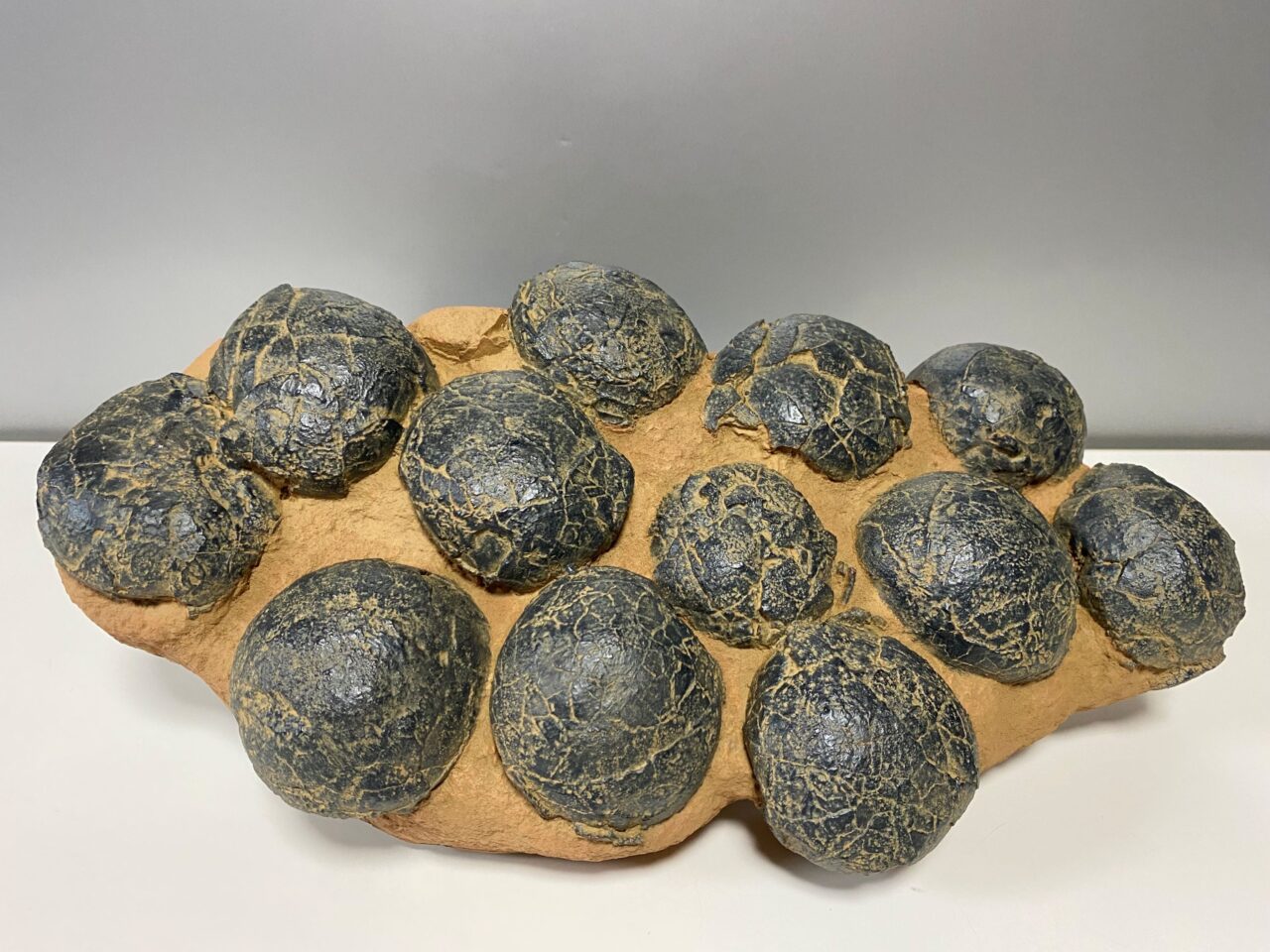 テリジノサウルス卵