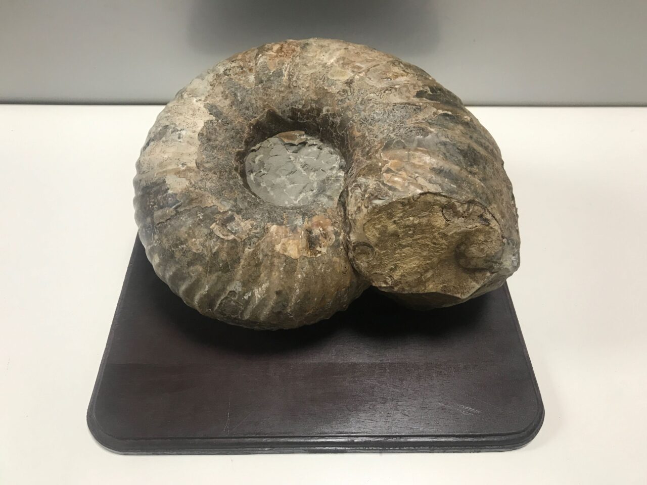 北海道アンモナイト