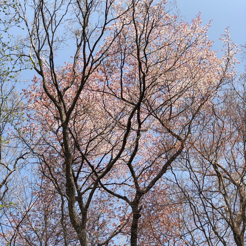さくら
