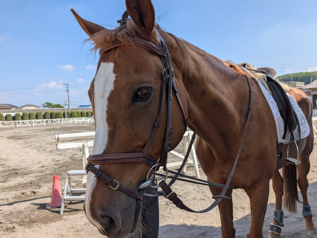 八王子乗馬クラブ