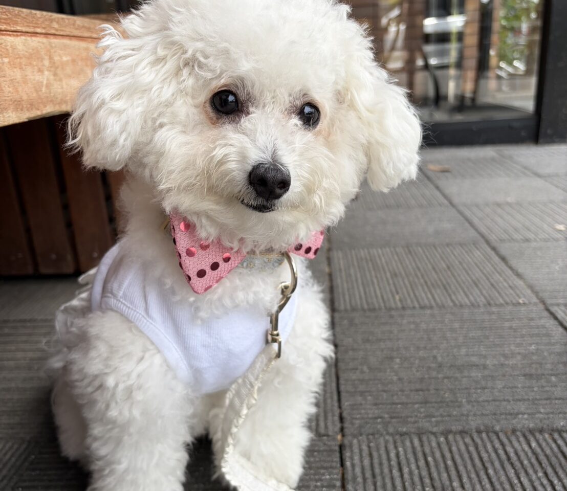 犬