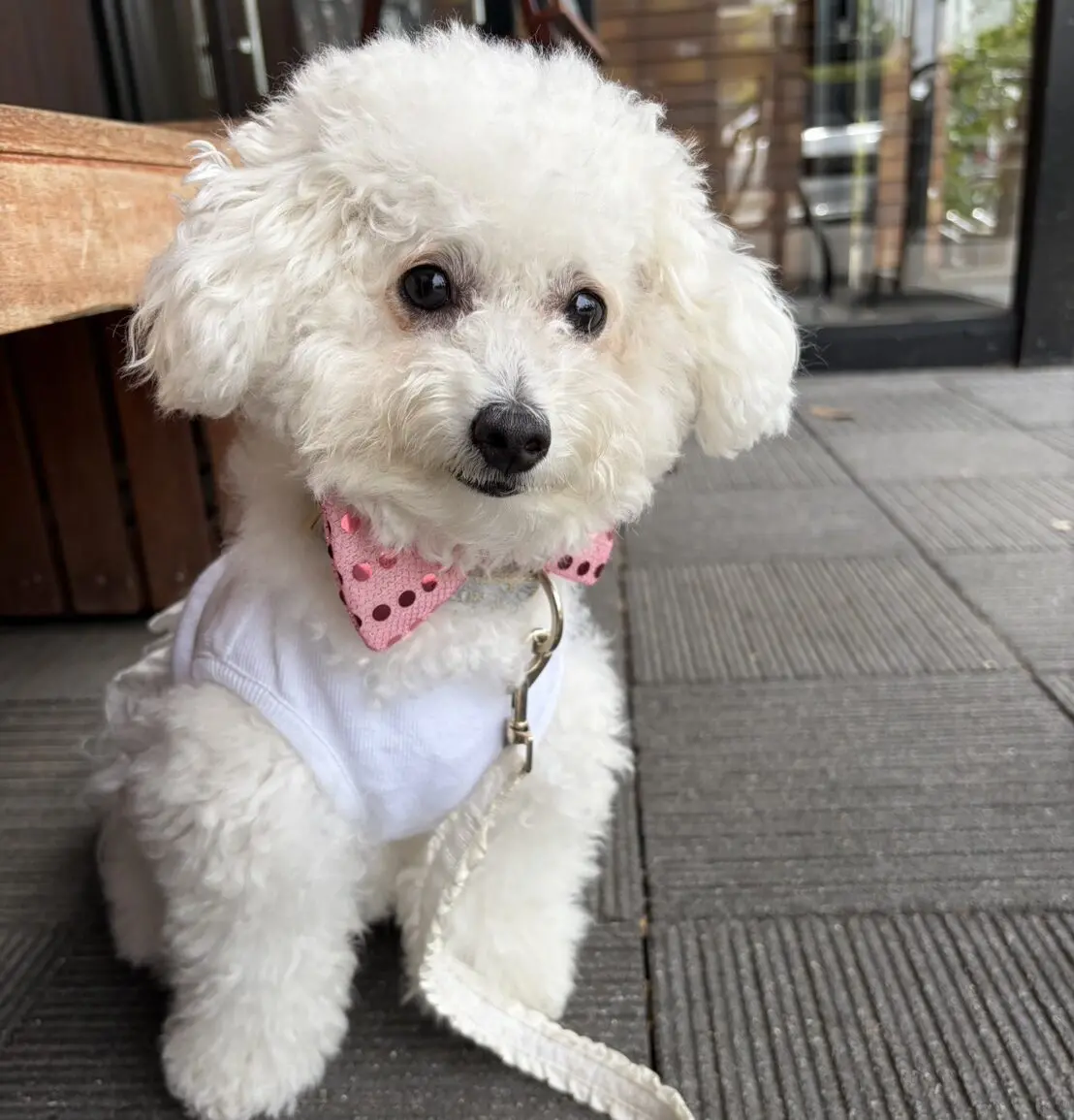 犬