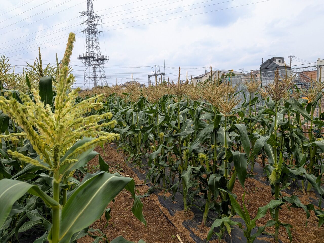菱山ファーム
