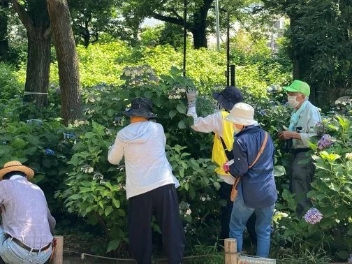 小平市立あじさい公園